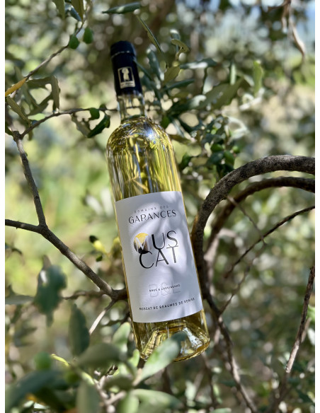 MUSCAT DE BEAUMES DE VENISE 2023