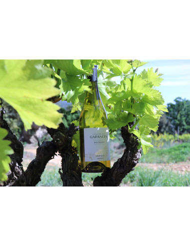 VENTOUX LESCALE BLANC 2024