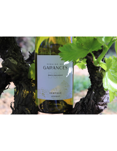 VENTOUX LESCALE BLANC 2024