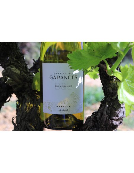 VENTOUX LESCALE BLANC 2024