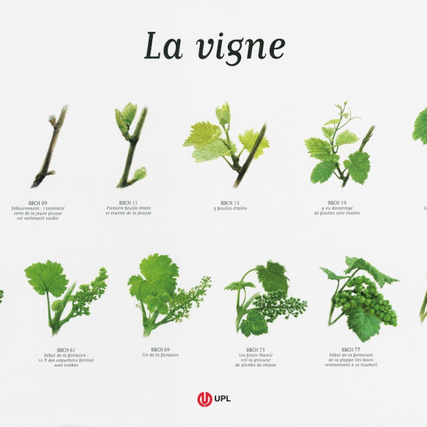 Le Cycle de la Vigne : Une danse au rythme des saisons