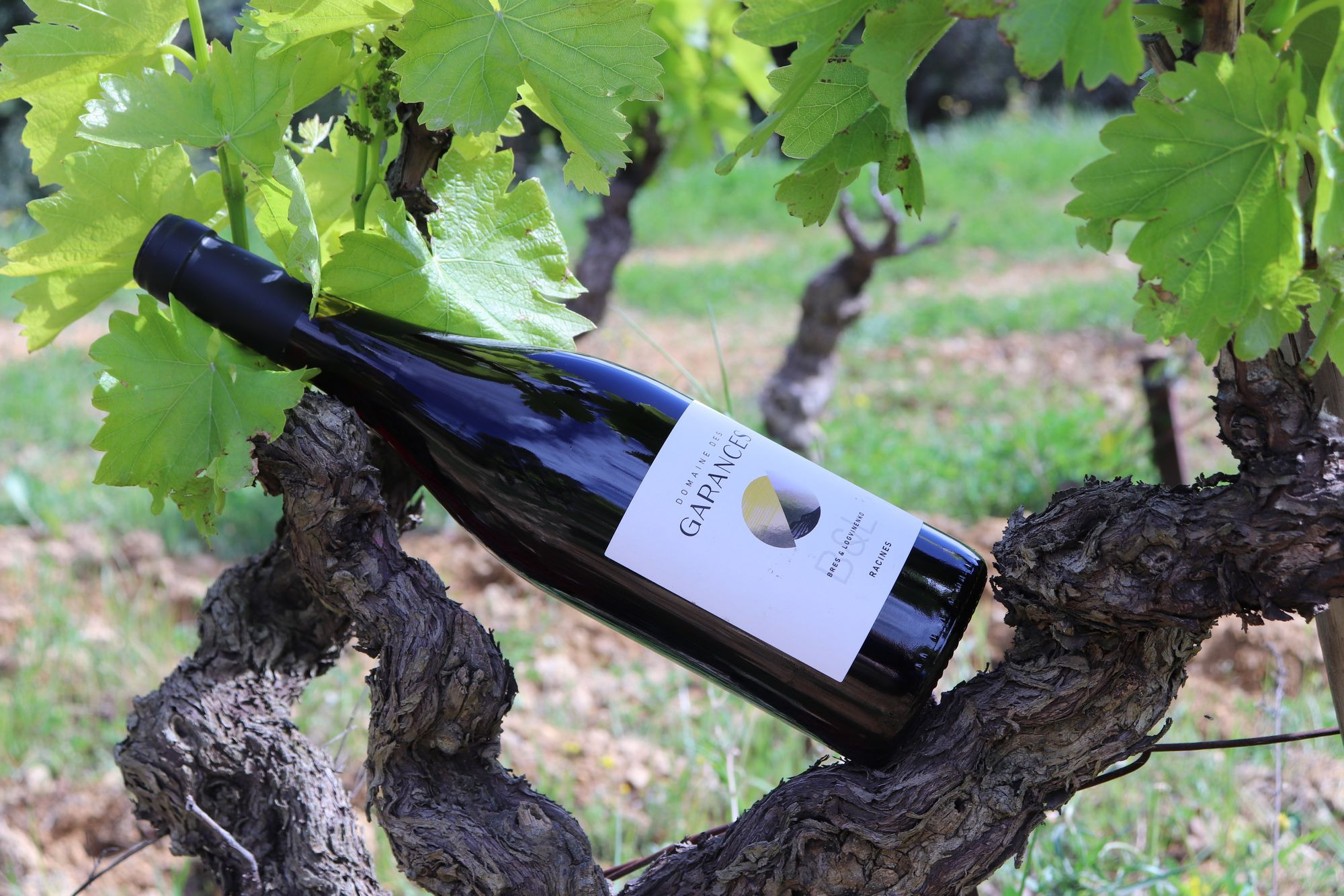 Nouveauté : Racines 2023, notre cuvée de vin nature, est désormais à la vente !