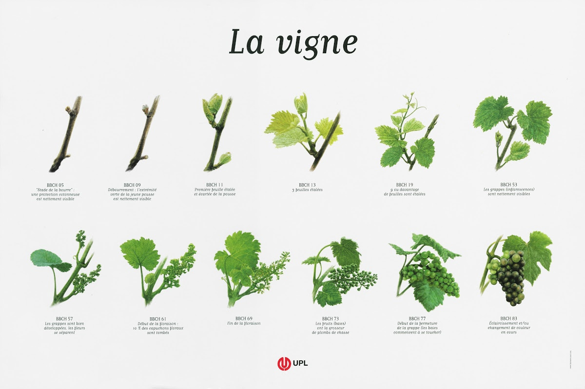Le Cycle de la Vigne : Une danse au rythme des saisons