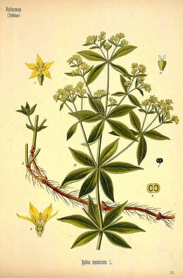 Qu’est-ce que la Garance ? 